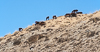 071102-2952 Horses grazing on the mountain top, Barskoon (Kyrgyzstan)