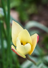 110401-9438 Tulipa clusiana flowering in my garden in Cambridge
