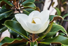 140527-5320 Southern Magnolia in a Shorewood Drive garden, Cape Canaveral