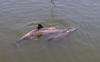 140610-5646 Two Bottlenose Dolphins swimming in Canaveral Lock