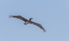 140610-5703 A Brown Pelican gliding over Canaveral Lock