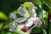 110410-9521 Crabapple 'Evereste' in bloom