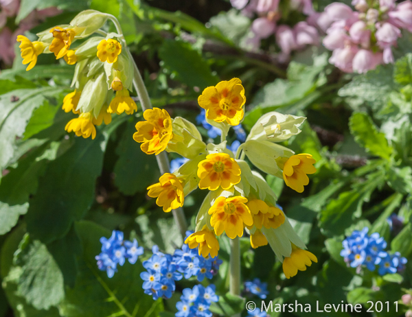 Cowslip, Forget-me-not and Dead-nettle in a Cambridge garden 
