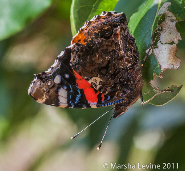 Red Admiral hanging from a Sweet Bay leaf, Cambridge