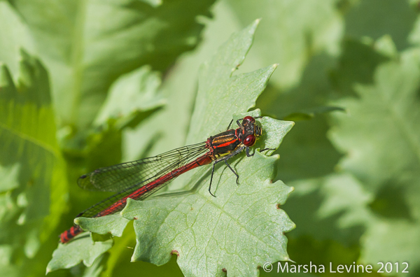 A Large Red Damselfly in a Cambridge garden