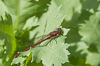 120606-3613 A Large Red Damselfly in a Cambridge garden