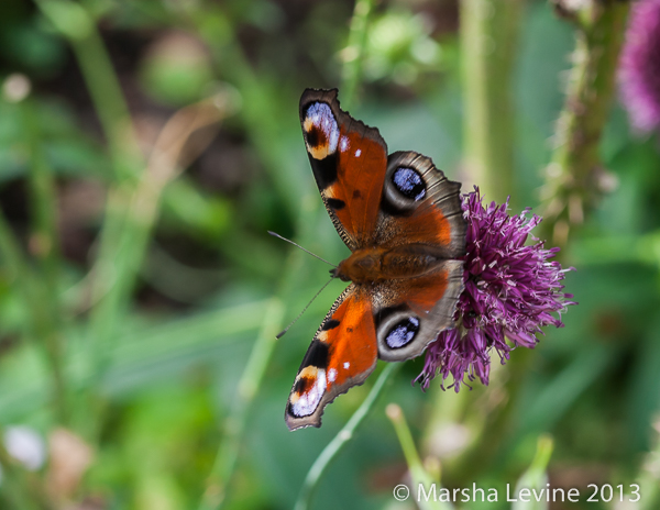 A Peacock butterfly on a Chive flower in a Cambridge garden