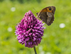 140712-5862 Meadow Brown butterfly on a Round-headed Leek in Cambridge