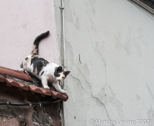 Cat on a tiled roof in Istanbul (Turkey)