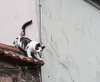 071108-3369 Cat on a tiled roof in Istanbul (Turkey)