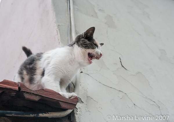 Cat on a tiled roof in Istanbul (Turkey)