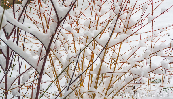 Coppiced dogwoods blanketed in snow, Cambridge