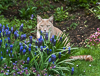 130428-5206 Cat with Grape Hyacinth and Lungwort blossoms, Cambridge