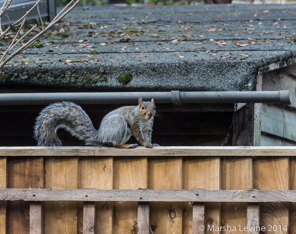 Grey Squirrel in a Cambridge garden