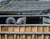 141012-6292 Grey Squirrel in a Cambridge garden