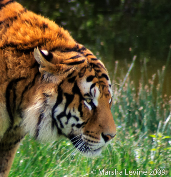 Tiger (Panthera tigris) at Plante Sauvage, near Nantes, France