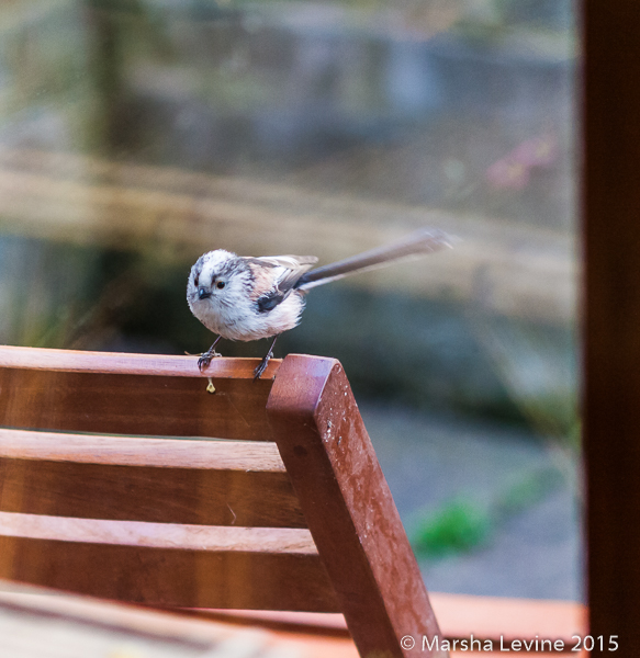 Long-tailed Tit getting ready to fly into my window, Cambridge