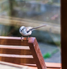 110416-9595 Long-tailed Tit getting ready to fly into my window, Cambridge