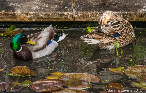 A pair of Mallards in a garden pond, Cambridge