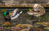 120517-3446 A pair of Mallards in a garden pond, Cambridge