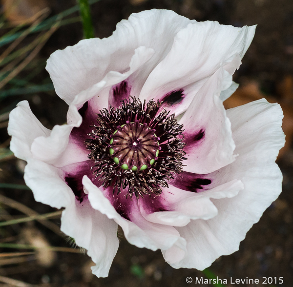 An Oriental Poppy 'Perry's White', in a Cambridge garden