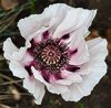 130619-5349 An Oriental Poppy 'Perry's White', in a Cambridge garden