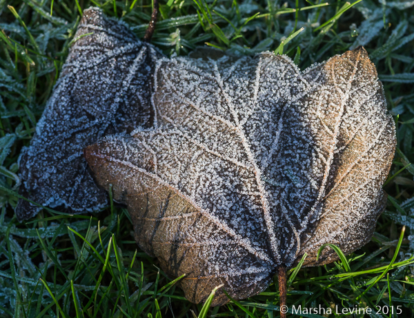Hoar-frosted leaves from a Sycamore tree, Cambridge