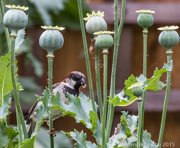 Male House Sparrow with a grub, Cambridge
