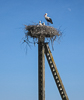 050615-0665 A White Stork and its chicks on their nest (Lithuania)