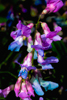 110407-9493 Spring Vetchling blooming in a Cambridge garden
