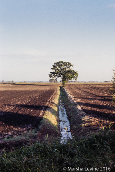 Waterbeach Fen drainage ditch, Cambridgeshire