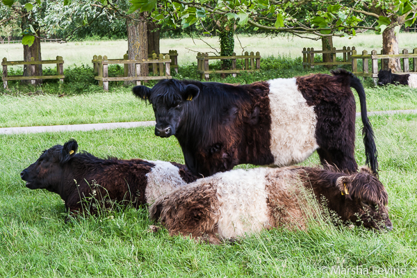 Belted Galloway Cattle on Stourbridge Common, Cambridge