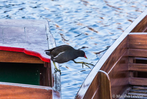 Moorhen crossing from punt to punt, River Cam