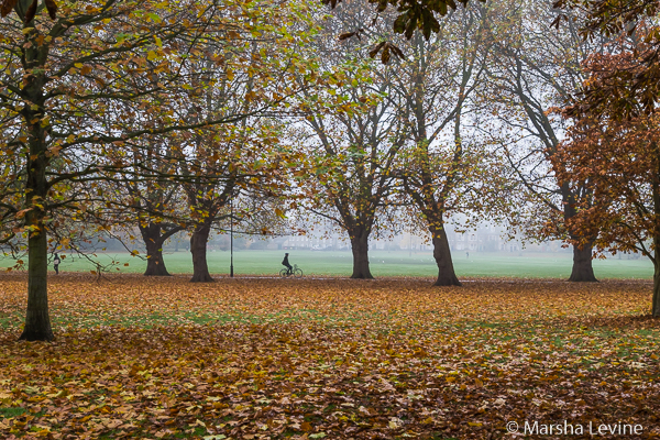 Cycling along the avenue of Plane Trees on Jesus Green, Cambridge