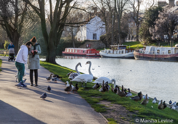 Photographing waterfowl on the River Cam