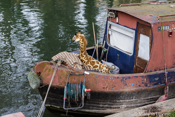 Giraffe on houseboat, Cambridge