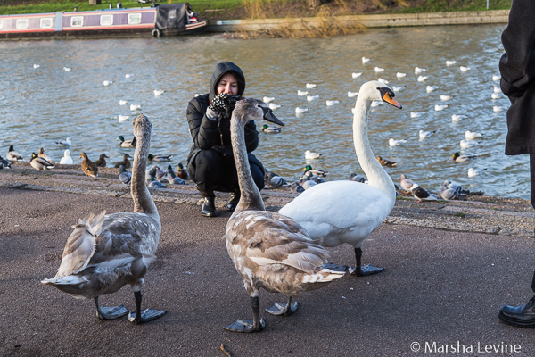 Young woman photographing swans, Jesus Green