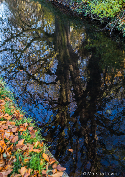 Trees reflected in Jesus Ditch, Cambridge