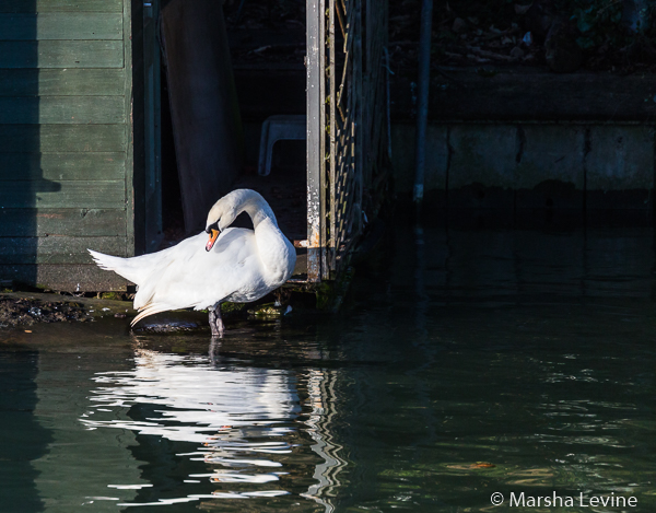 A Mute Swan in the River Cam