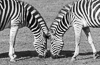090609-6824 Chapman's Zebra (Equus quaggi chapmani)