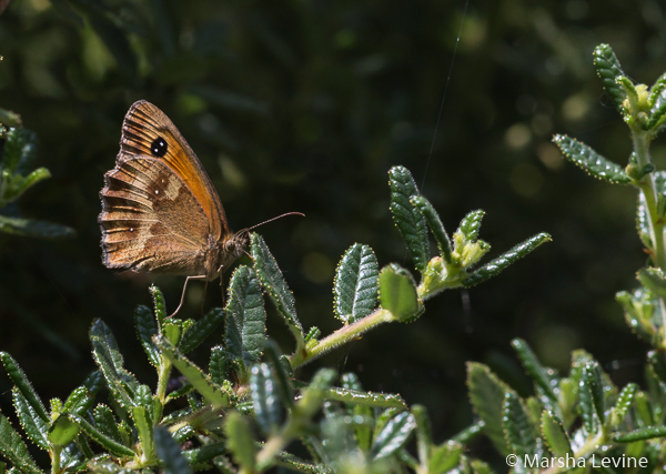 A Gatekeeper butterfly in a Cambridge Garden