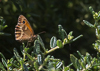 140722-5999 A Gatekeeper butterfly in a Cambridge Garden