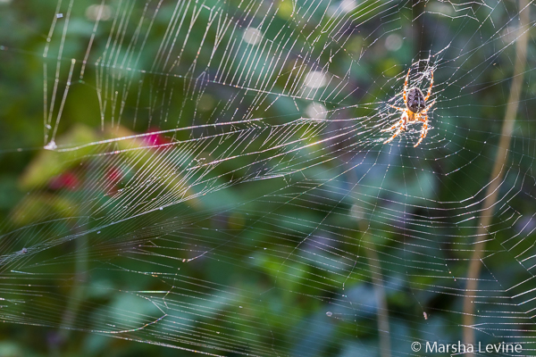 Garden Spider in its web, Cambridge.