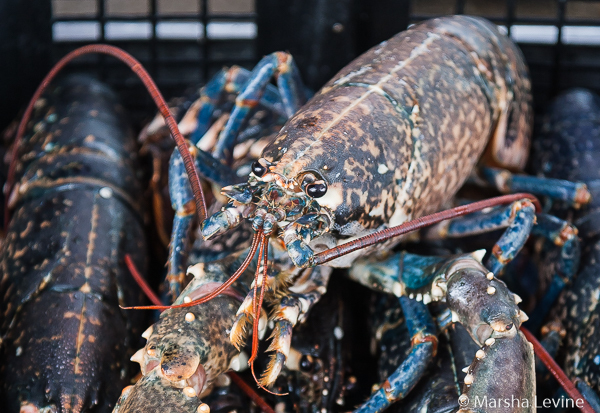 Live lobsters at Paimpont market (Bretagne, France)